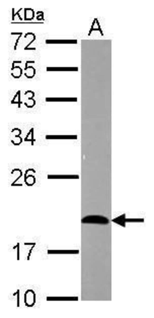 Anti-CD3e