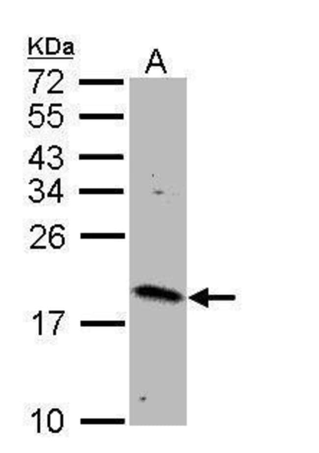 Anti-RHEB
