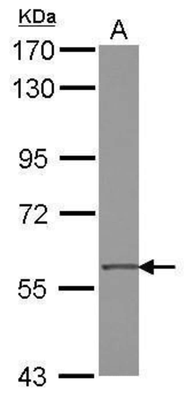 Anti-ZNF350