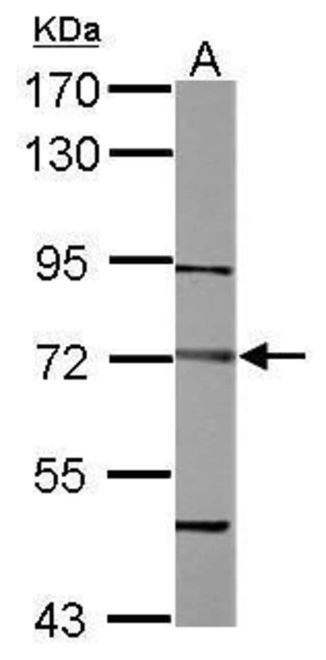 Anti-Dystrobrevin beta