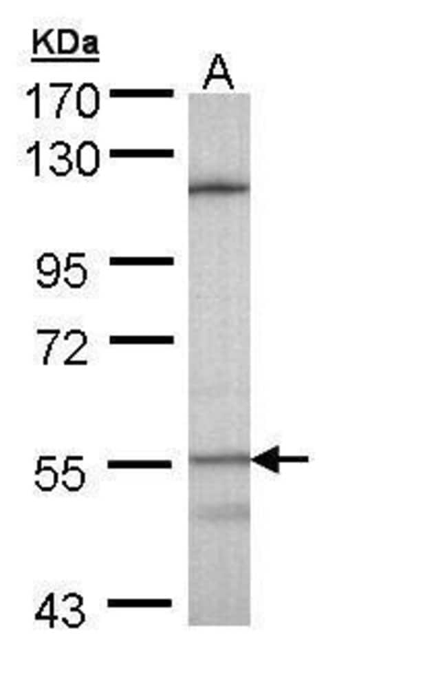 Anti-Cytochrome P450 4B1