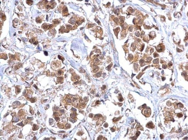 Anti-BCL10