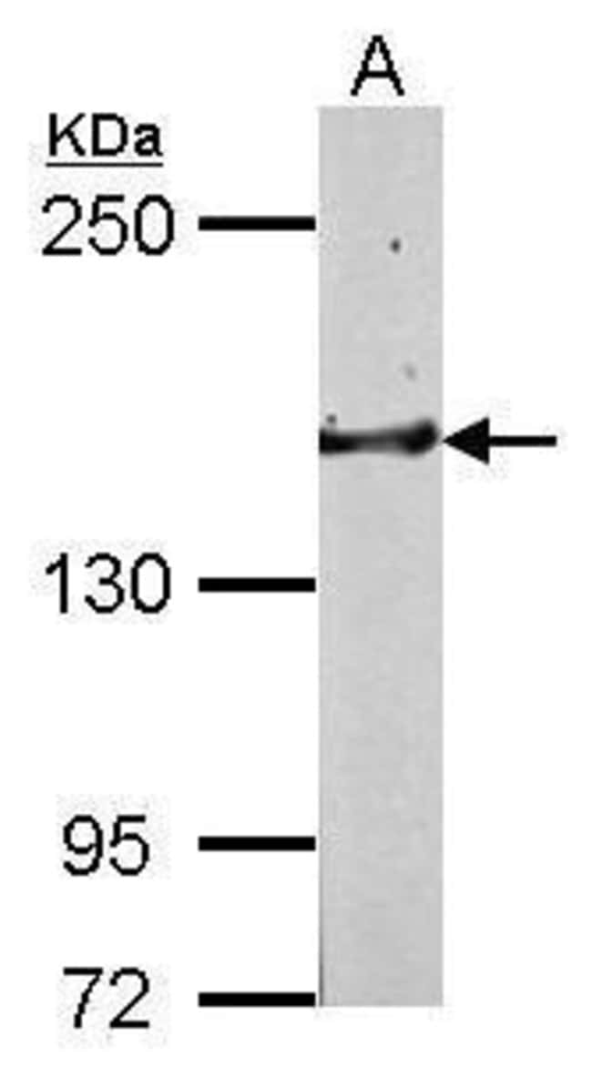 100ML  ANTI-GLG1 Polyclonal Antibody Wes