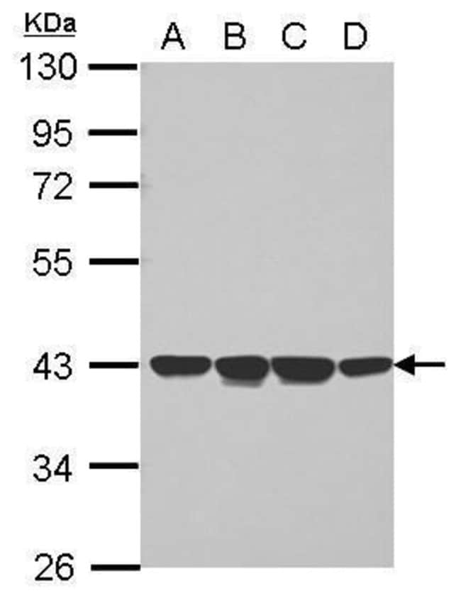 Anti-NCF4