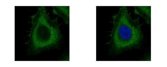 Anti-Dynamin 2