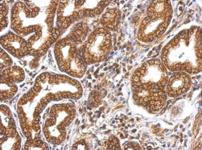 Anti-myosin IA