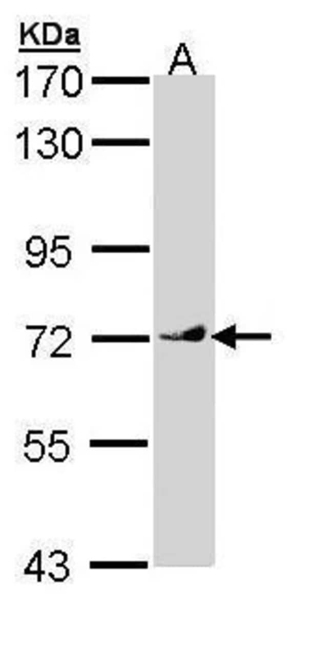Anti-VANGL1