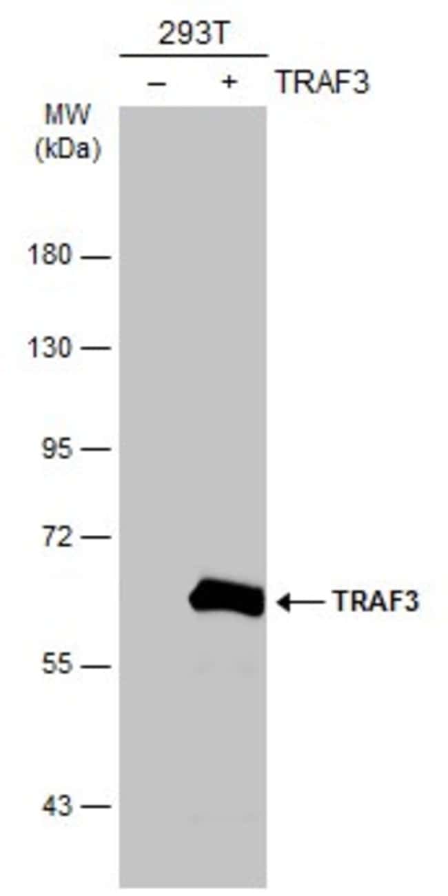 Anti-TRAF3