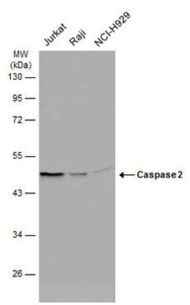 Anti-Caspase 2