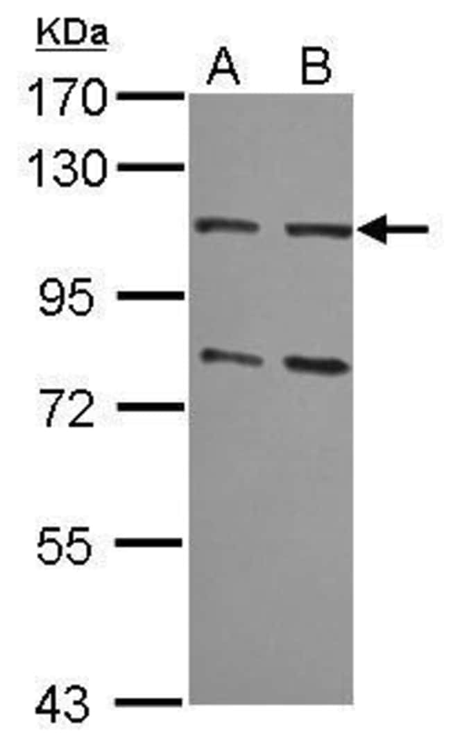 Anti-MSH2