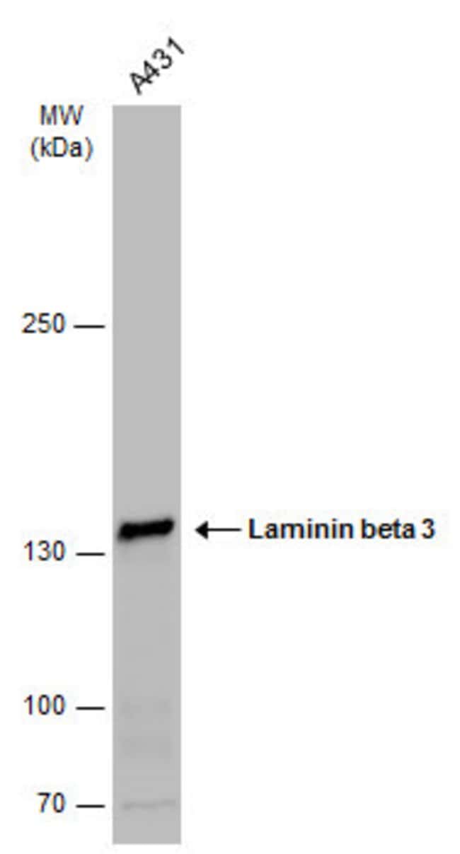 Anti-Laminin beta 3