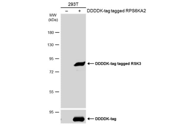 Anti-RSK3