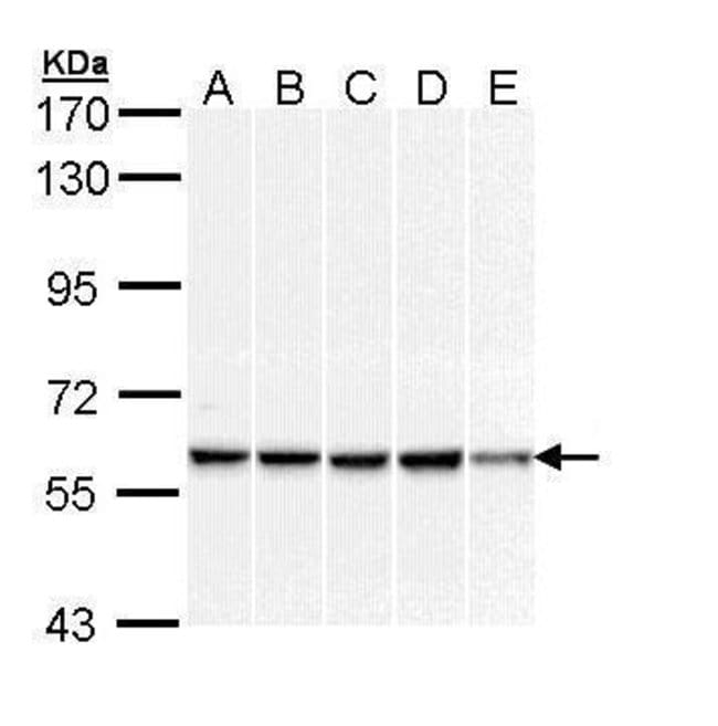Anti-p58