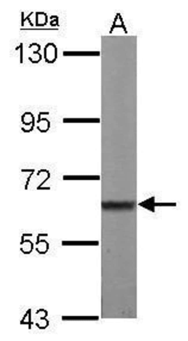 Anti-MPP2