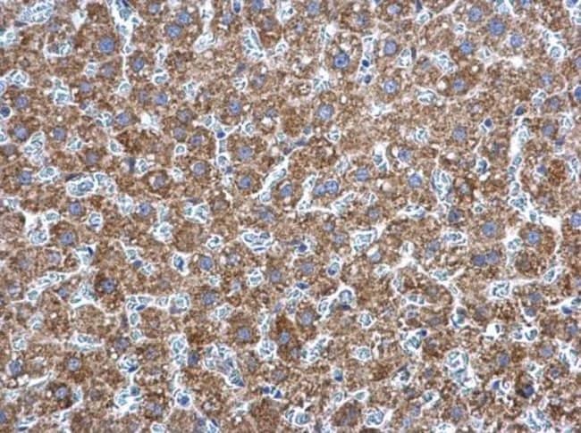 Anti-Adenylate kinase 2