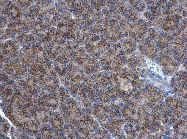 Anti-Adenylate kinase 2