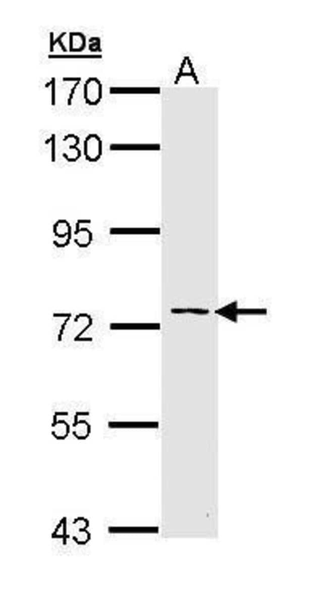 Anti-adenylate kinase 7