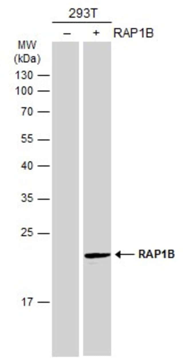 Anti-RAP1B