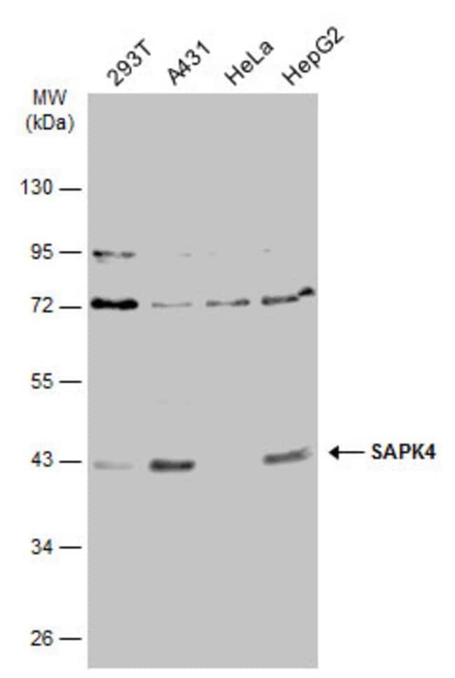 Anti-SAPK4