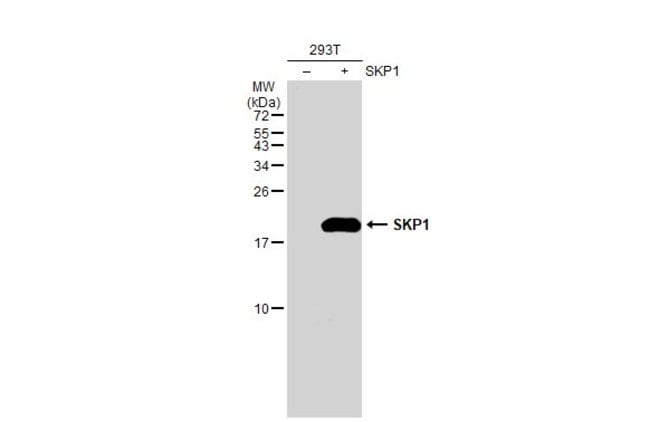 Anti-SKP1