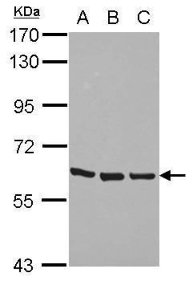 Anti-ZNF350