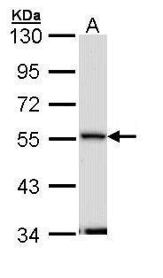 Anti-Septin 11