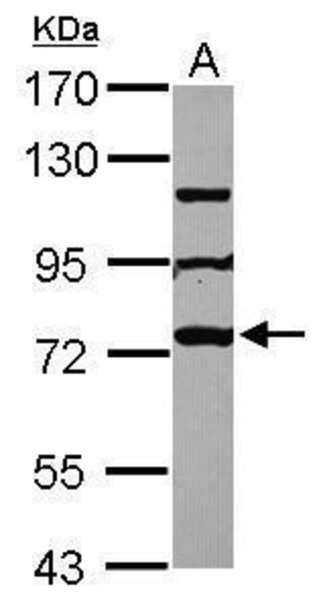 Anti-MPHOSPH10