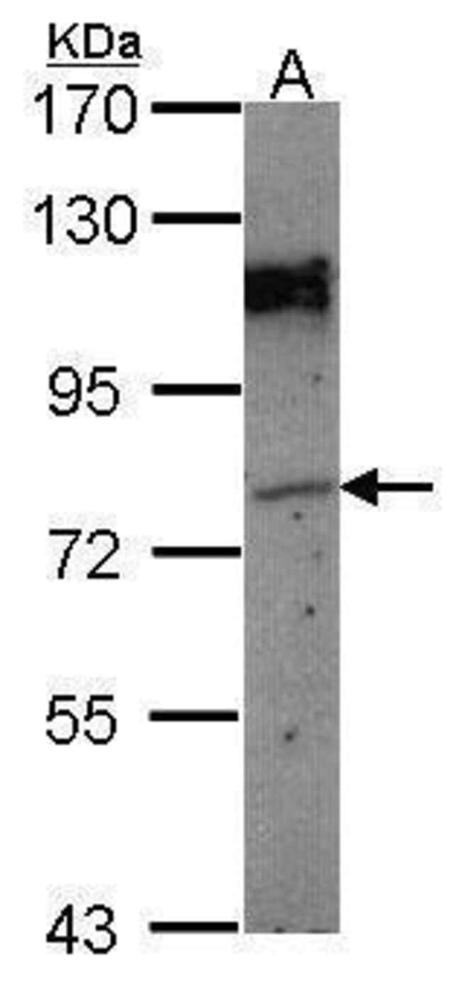 Anti-GPIP137
