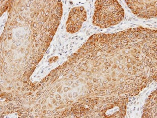 Anti-Kinectin 1A