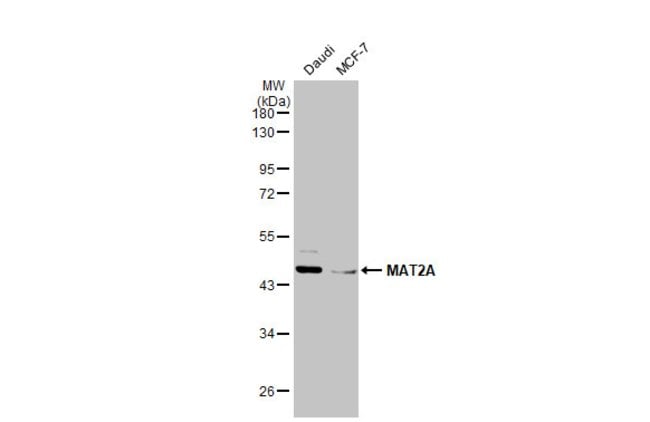Anti-MAT2A