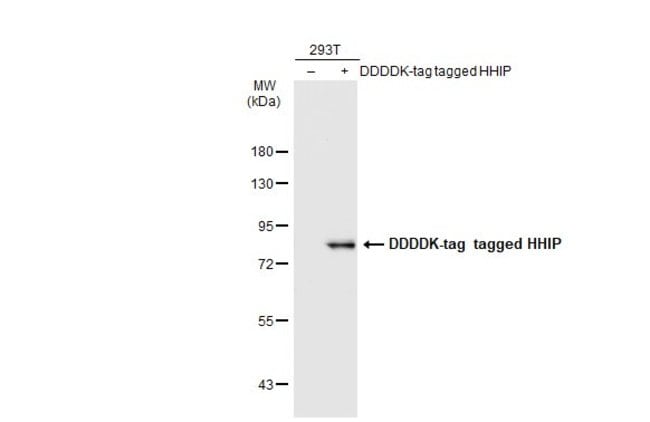 Anti-HHIP