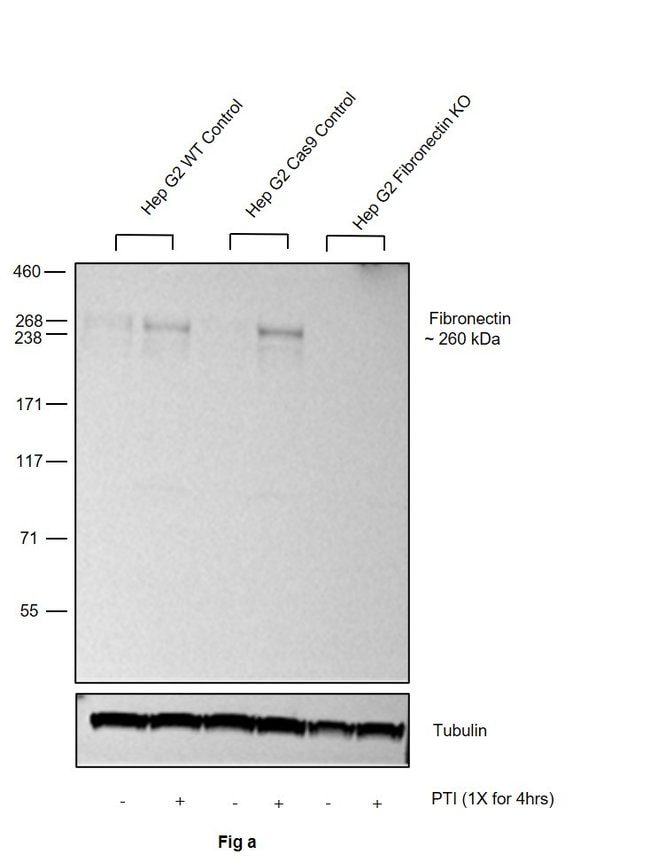 Anti-Fibronectin