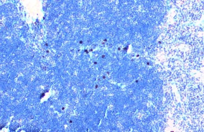 Anti-TLR3