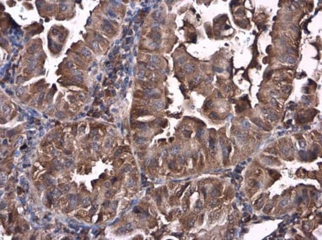 Anti-Caspase 10