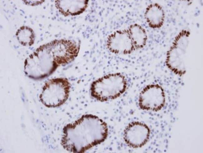 Anti-CDX2