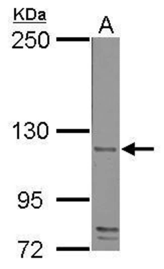 Anti-CD42b