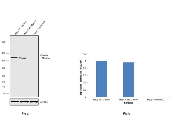 Anti-Vinculin