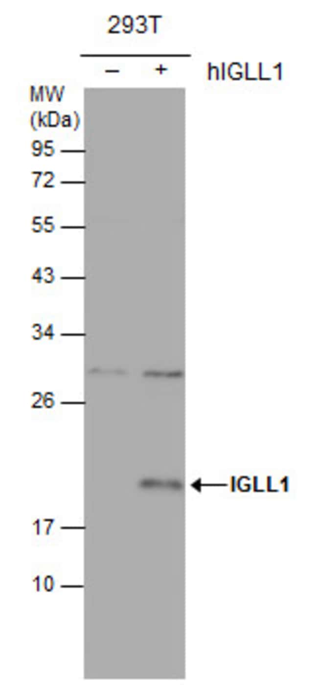 Anti-IGLL1