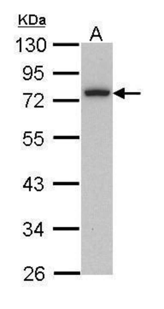 Anti-Calpain 3