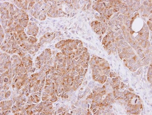 Anti-Cyclophilin A