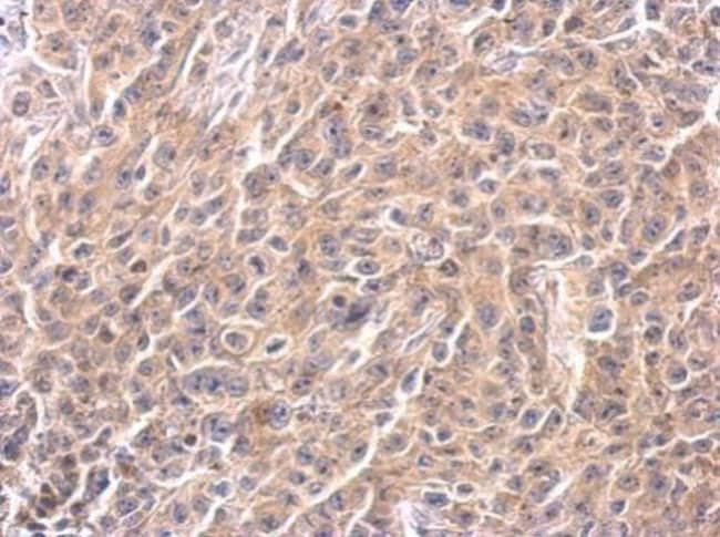 Anti-Caspase 4