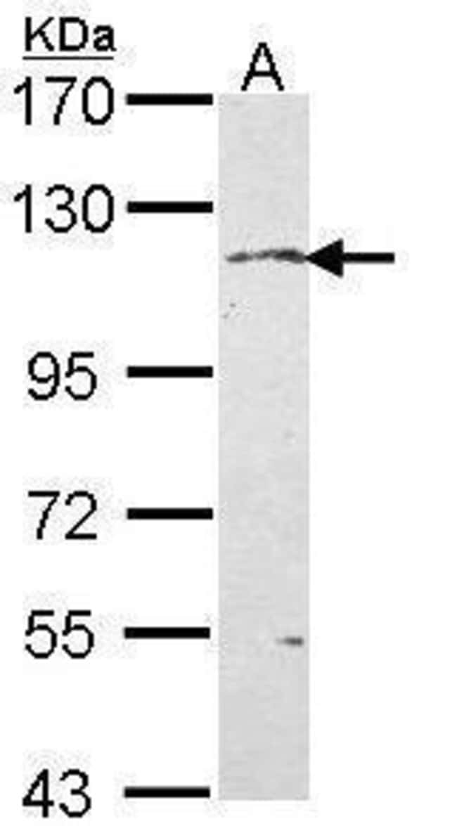 Anti-Kinesin 5A
