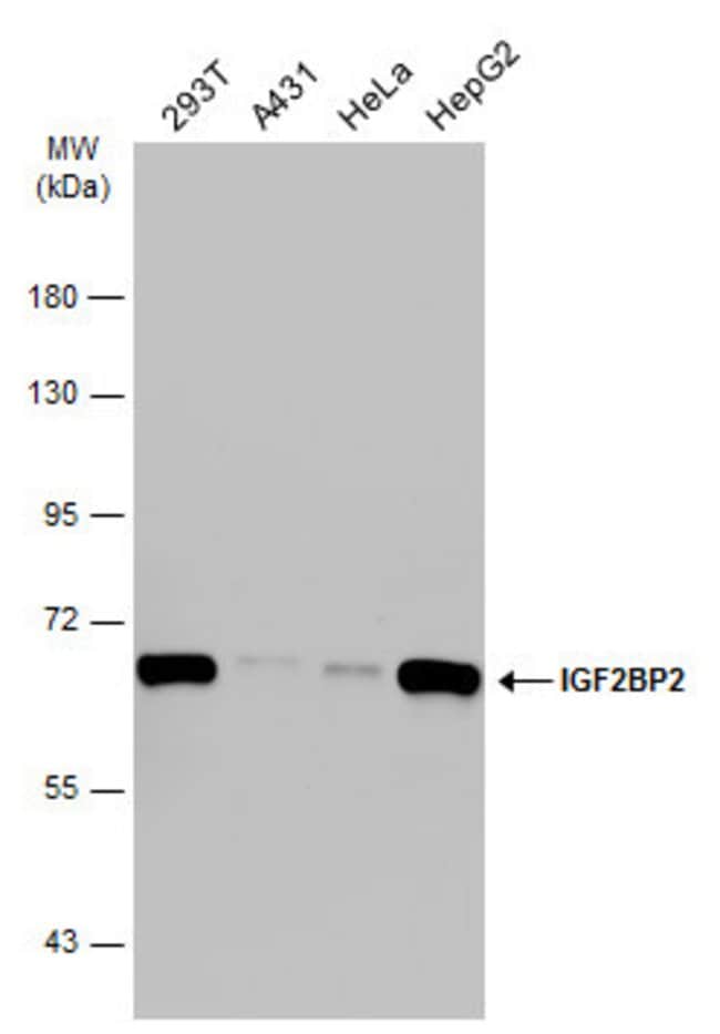 Anti-IMP-2