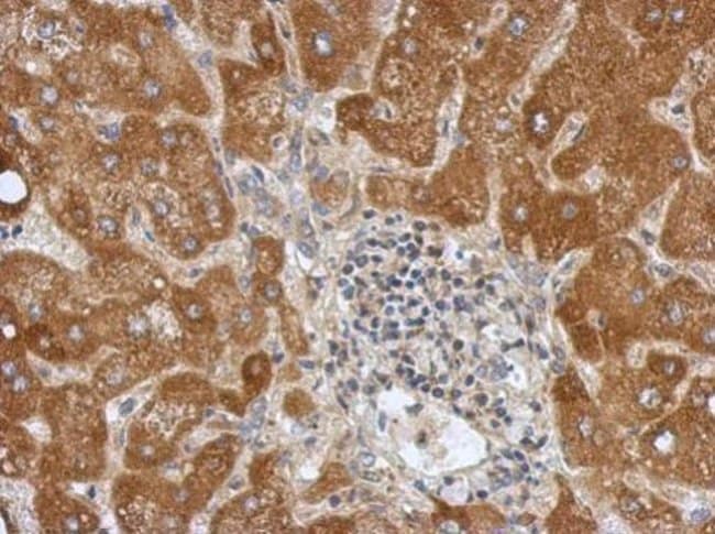 Anti-Calpain 10