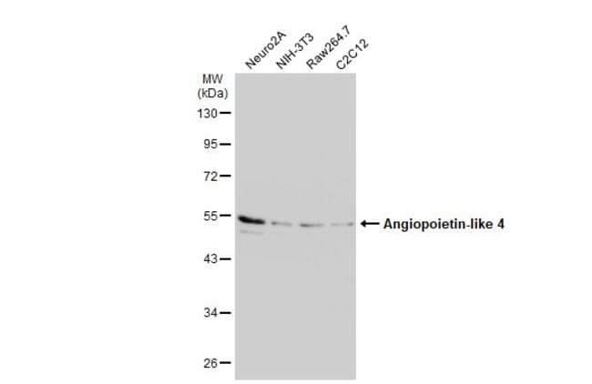 Anti-ARP4
