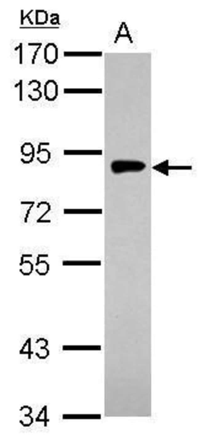 Anti-gamma Adaptin