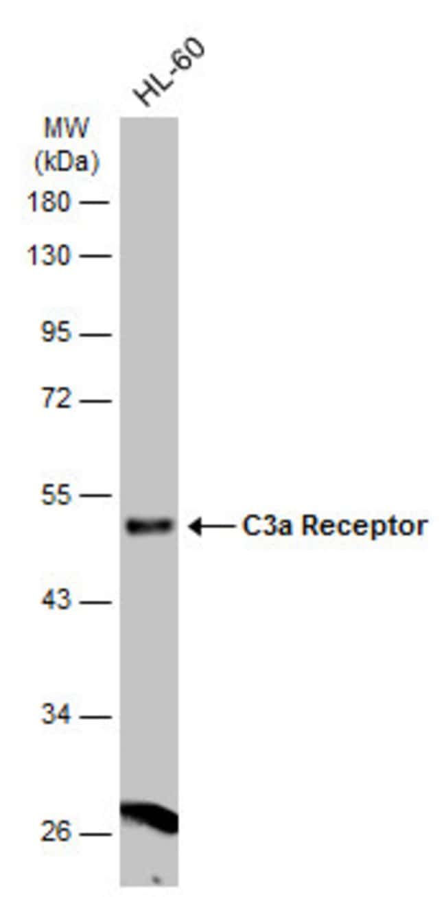 Anti-C3a receptor 1