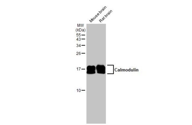 Anti-Calmodulin 3