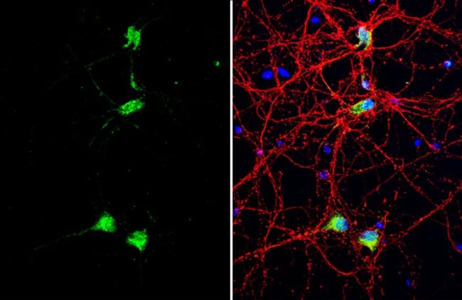 Anti-CUTL1