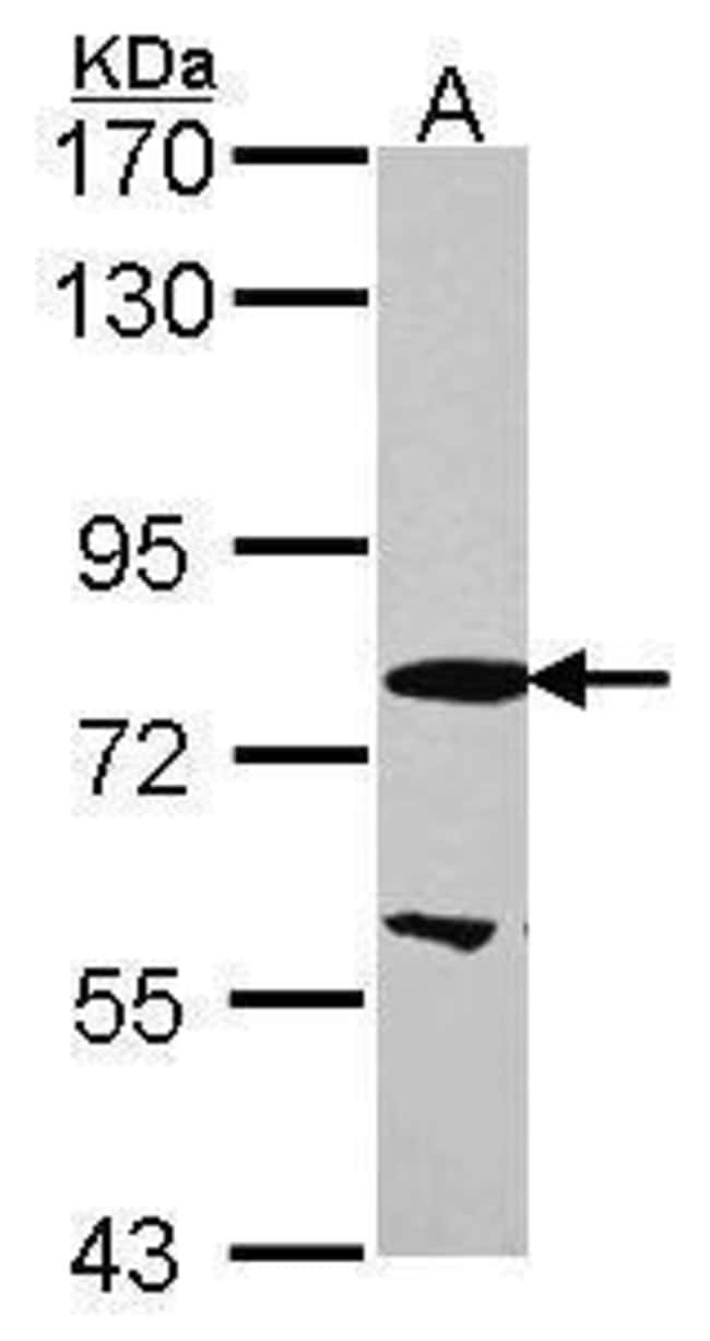 Anti-EML1